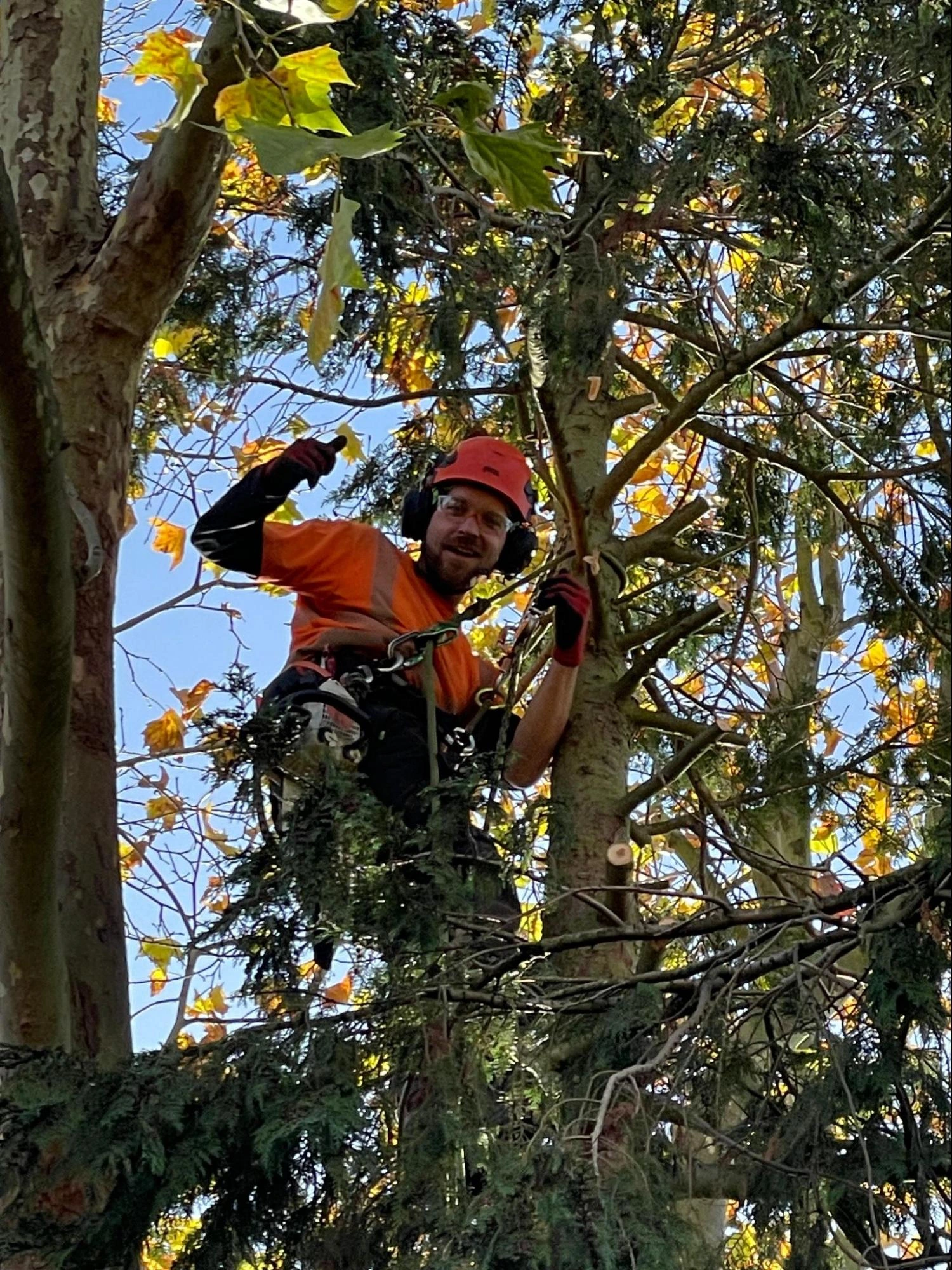 Stratford Tree Care Experts